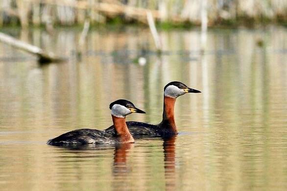 Potápka červenokrká (Podiceps grisegena); Red-necked Grebe by Andrej Chudy is licensed under CC BY-NC-SA 2.0.